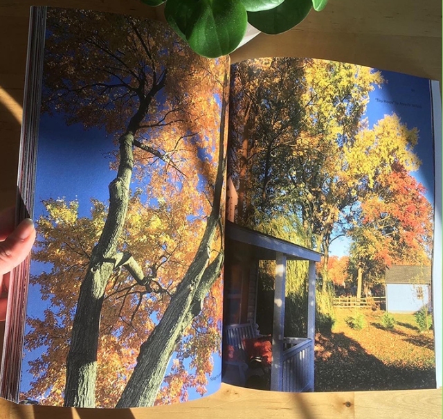 Annette Nichols, Foliage, Flora Fiction Magazine 2022, digital photographs